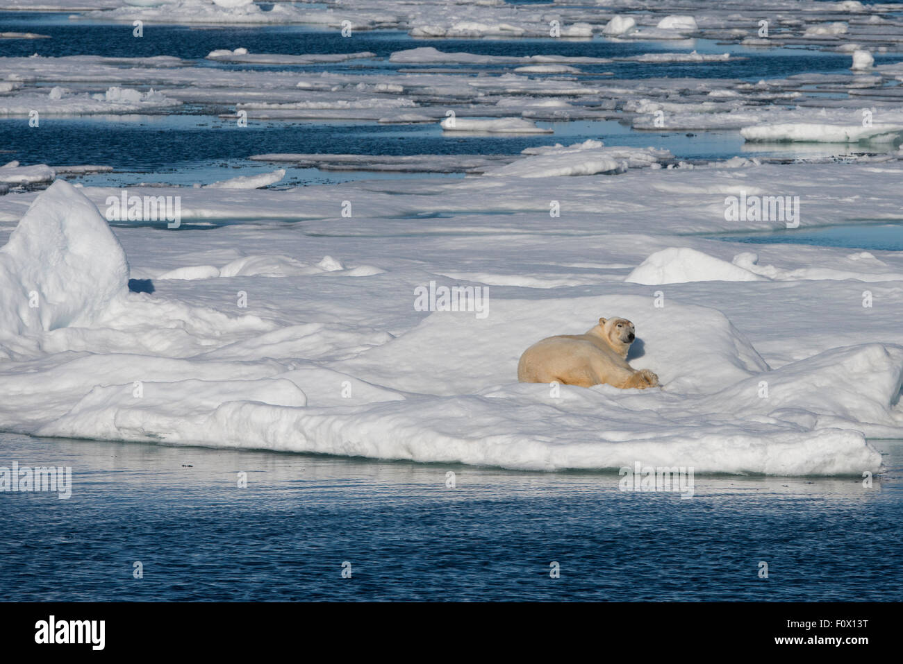 Norwegen, Barents-See, Svalbard, Sjuoyane, sieben Inseln. Nordost-Svalbard-Naturreservat. Männliche Eisbären. Stockfoto