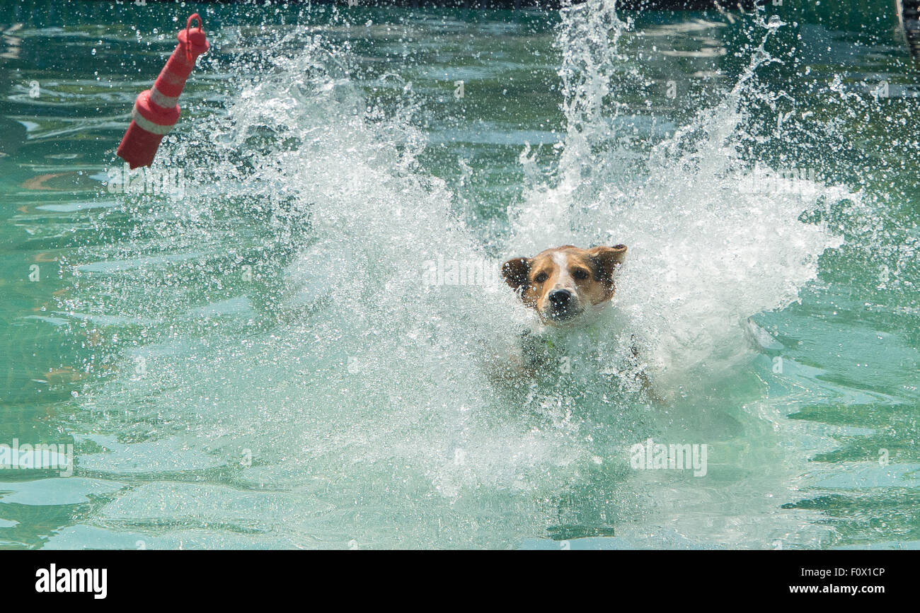 Leipzig Deutschland 22 August 2015 Ein Hund Namens Sammy