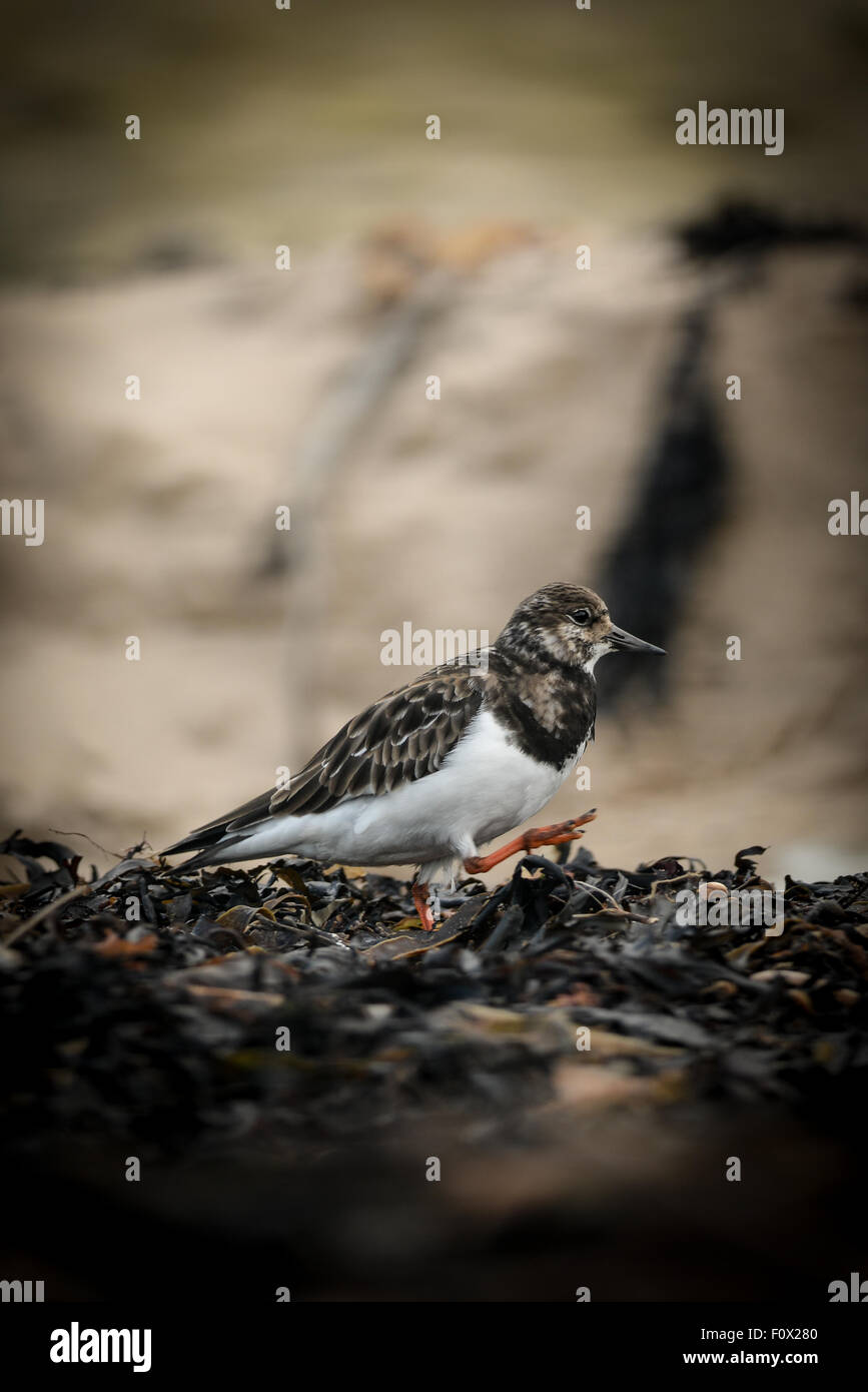 Wildvögel fotografiert in Northumberland Stockfoto