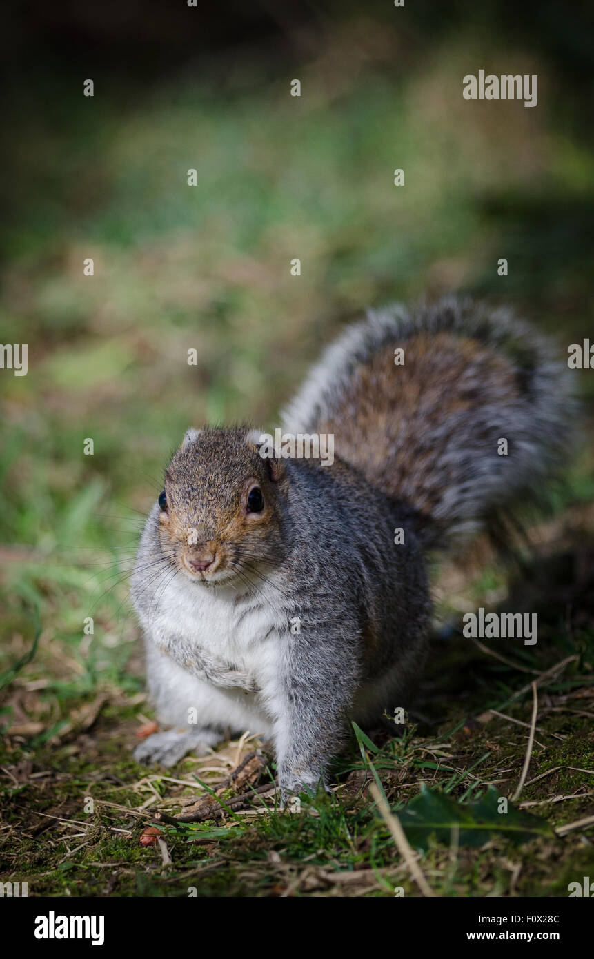 Eichhörnchen Sie, Tier, Nagetier, grau, niedlich, grau, Natur, Tierwelt, Säugetier, Fell, Wild, Carolinensis, Sciurus, braun, flauschig, im Freien, Stockfoto