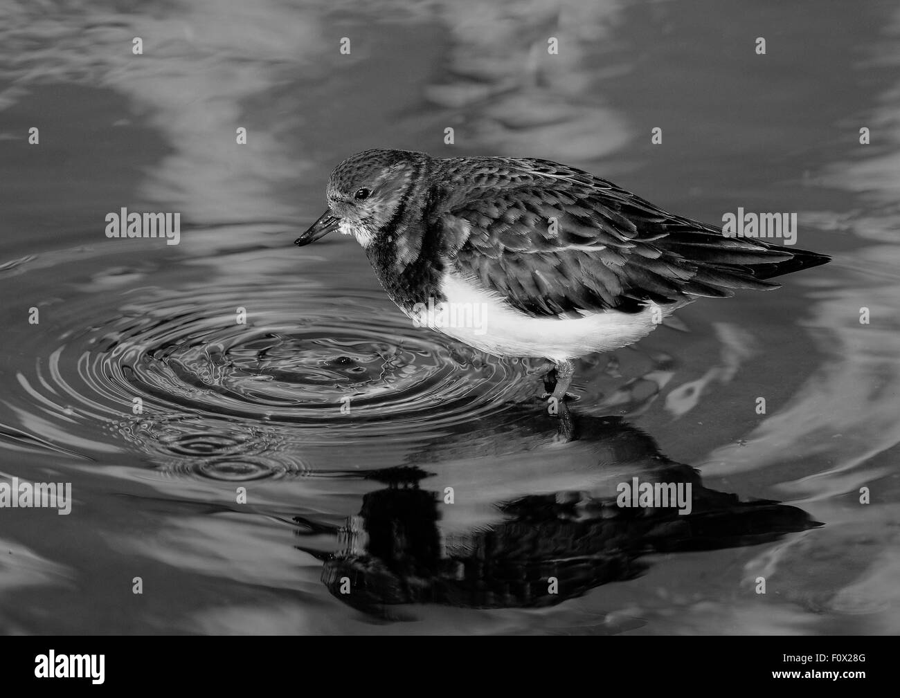 Wildvögel fotografiert in Northumberland Stockfoto