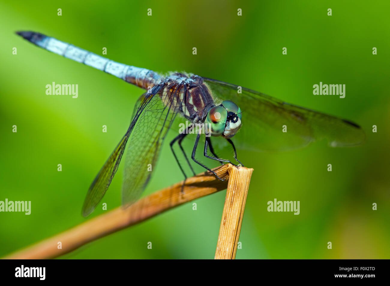 Blaue Dasher Libelle Stockfoto