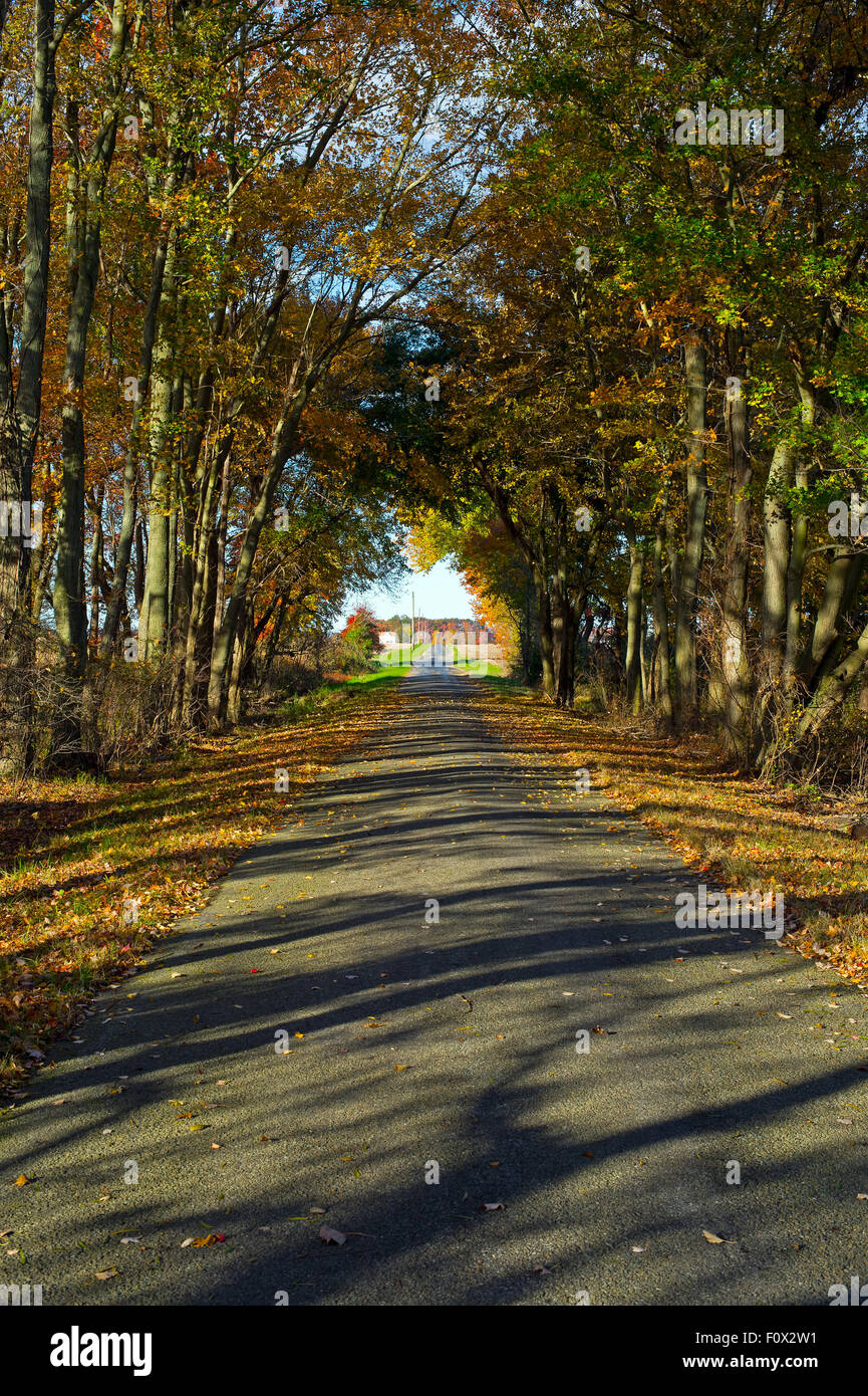 Nie endenden Straße mit Herbstlaub Stockfoto