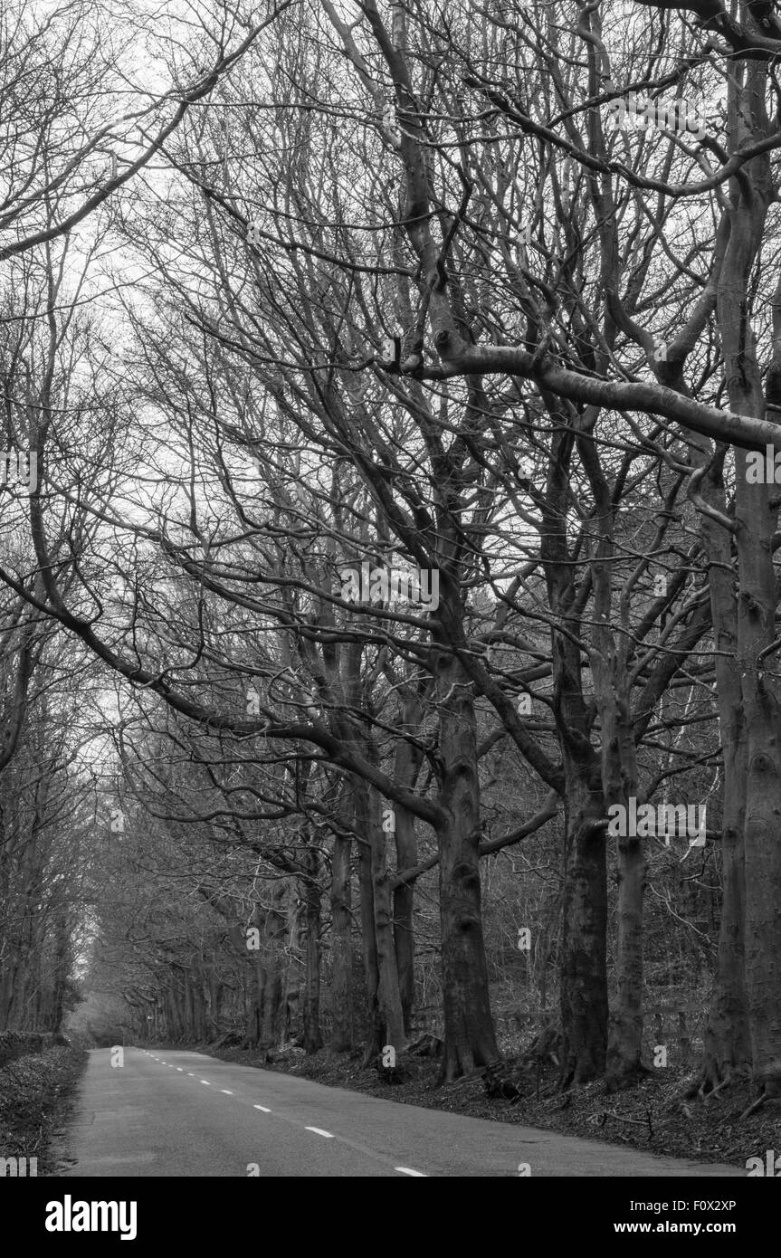 ein Spaziergang in der Landstraßen in Yorkshire leeren Landstraße Sheffield im Winter Bäume Zeit leer und dunkel Ray Boswell Stockfoto