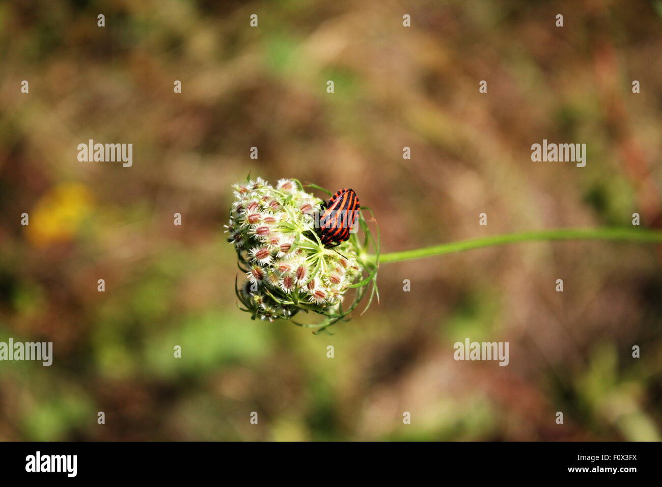 ein Bug auf Blume Stockfoto
