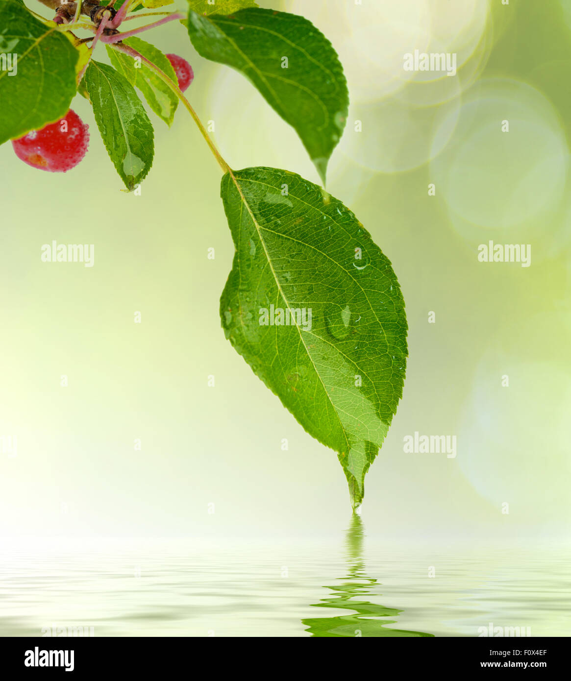 grünes Blatt mit Wasser Tropfen Wasser auf sonnigen Hintergrund Stockfoto