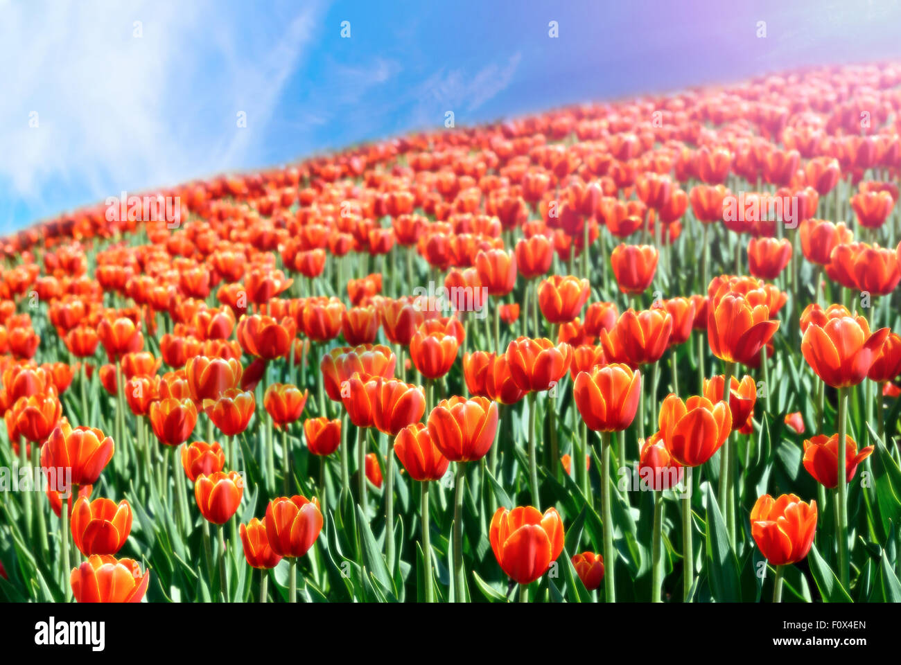 buntes Feld von Tulpen und blauer Himmel Stockfoto