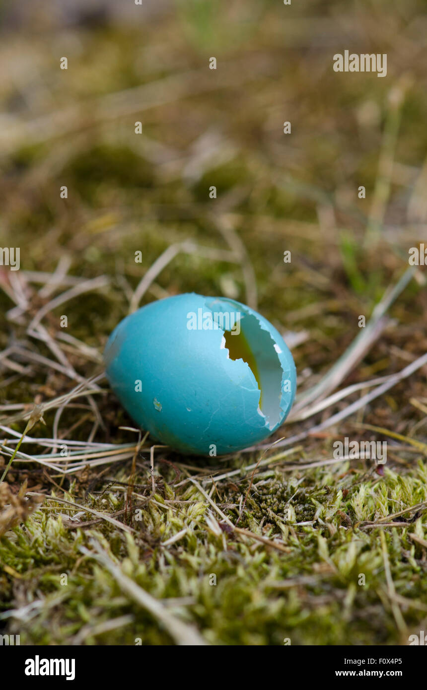 Blaues Ei von American Robin, Turdus Migratorius gebrochen. Stockfoto