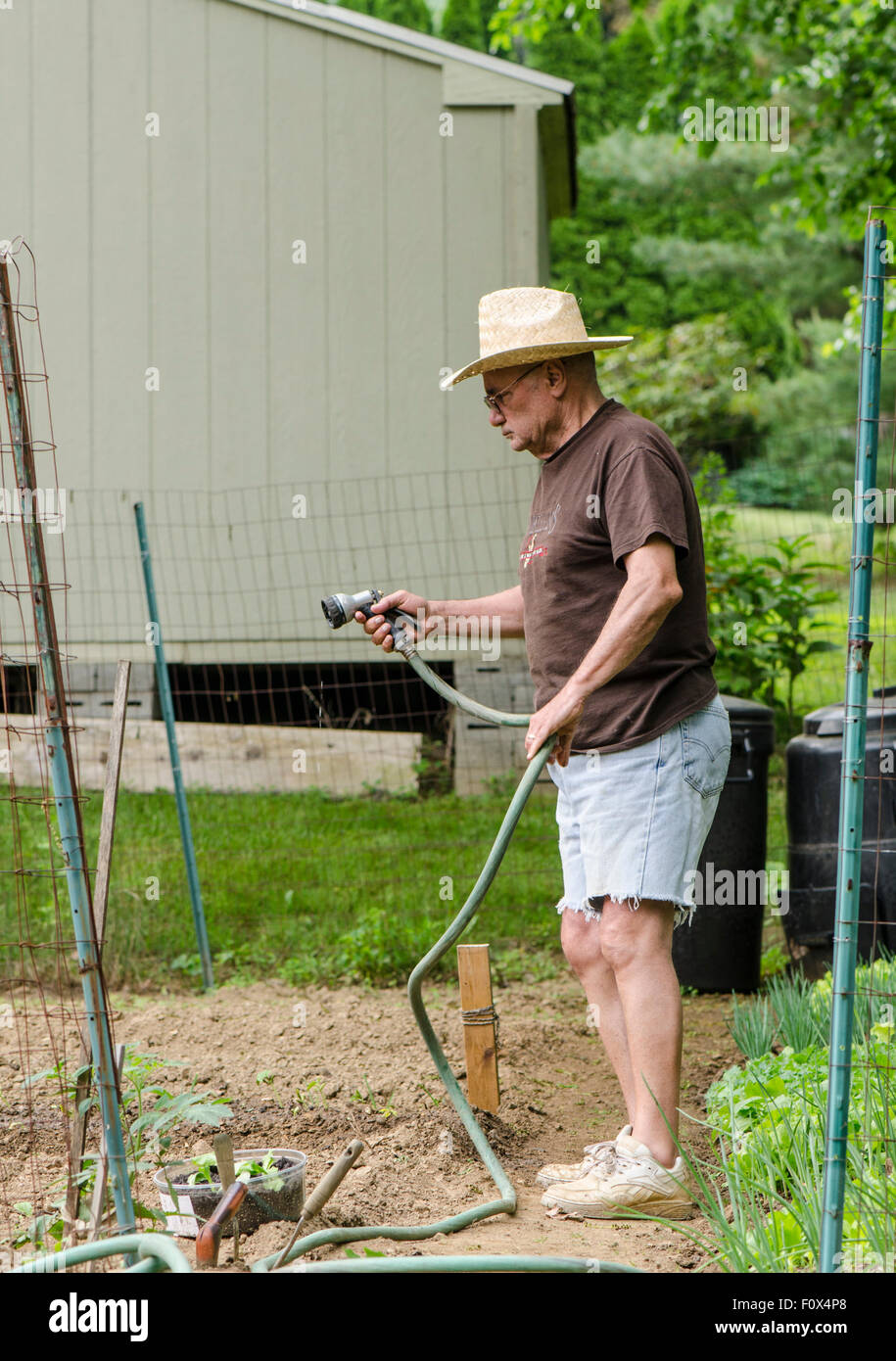 Ein senior Mann mit Hut, die Bewässerung im Hausgarten Gemüsegarten. USA. Stockfoto