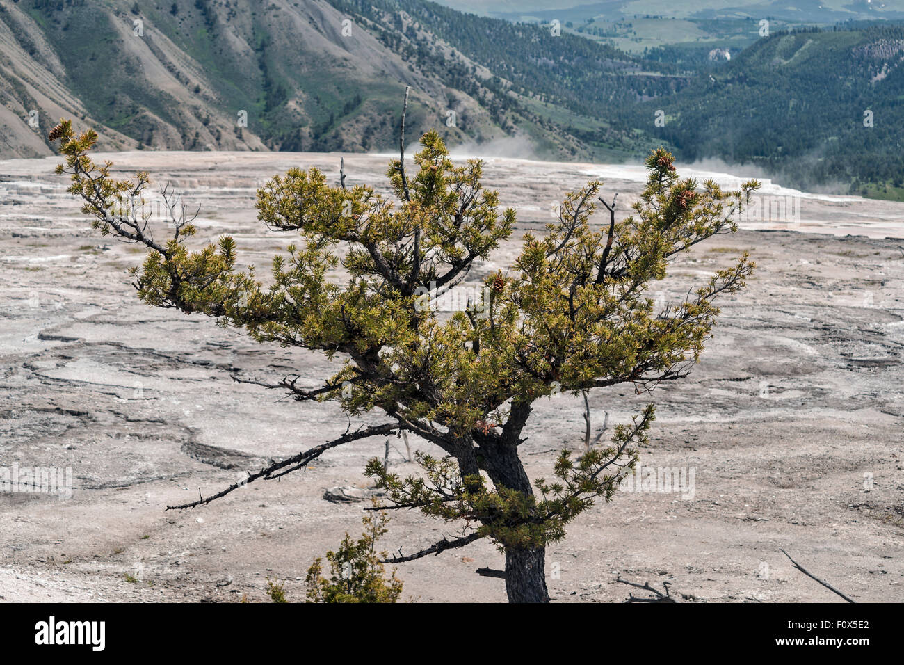 Blick auf Mammoth Hot Spring mit Baum vor, Yellowstone National Park, Wyoming, USA Stockfoto