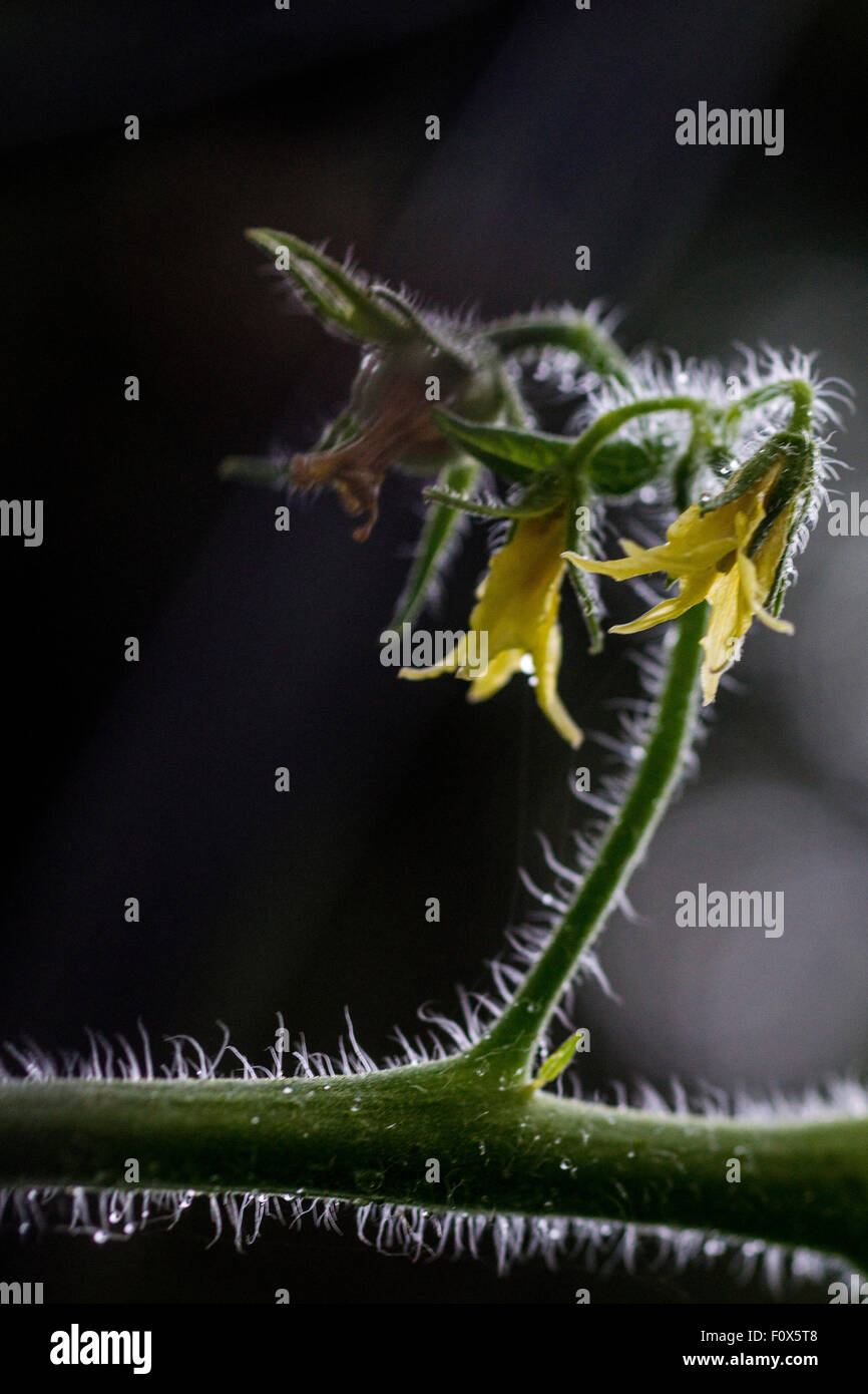 Tomaten-Blumen Stockfoto