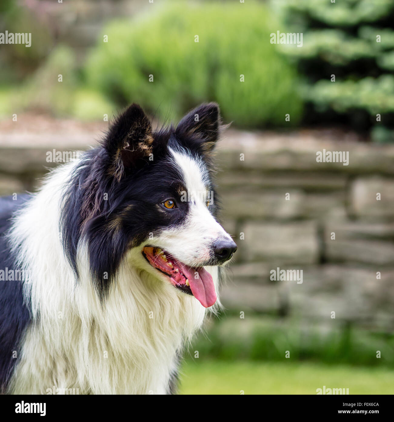 Hund, Border-Collie, Portrait, glücklich Stockfoto