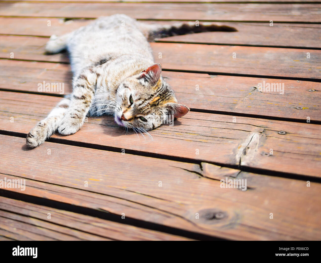 Faule Tabby Katze entspannen Sie sich auf ein Holz, helle Farben Stockfoto