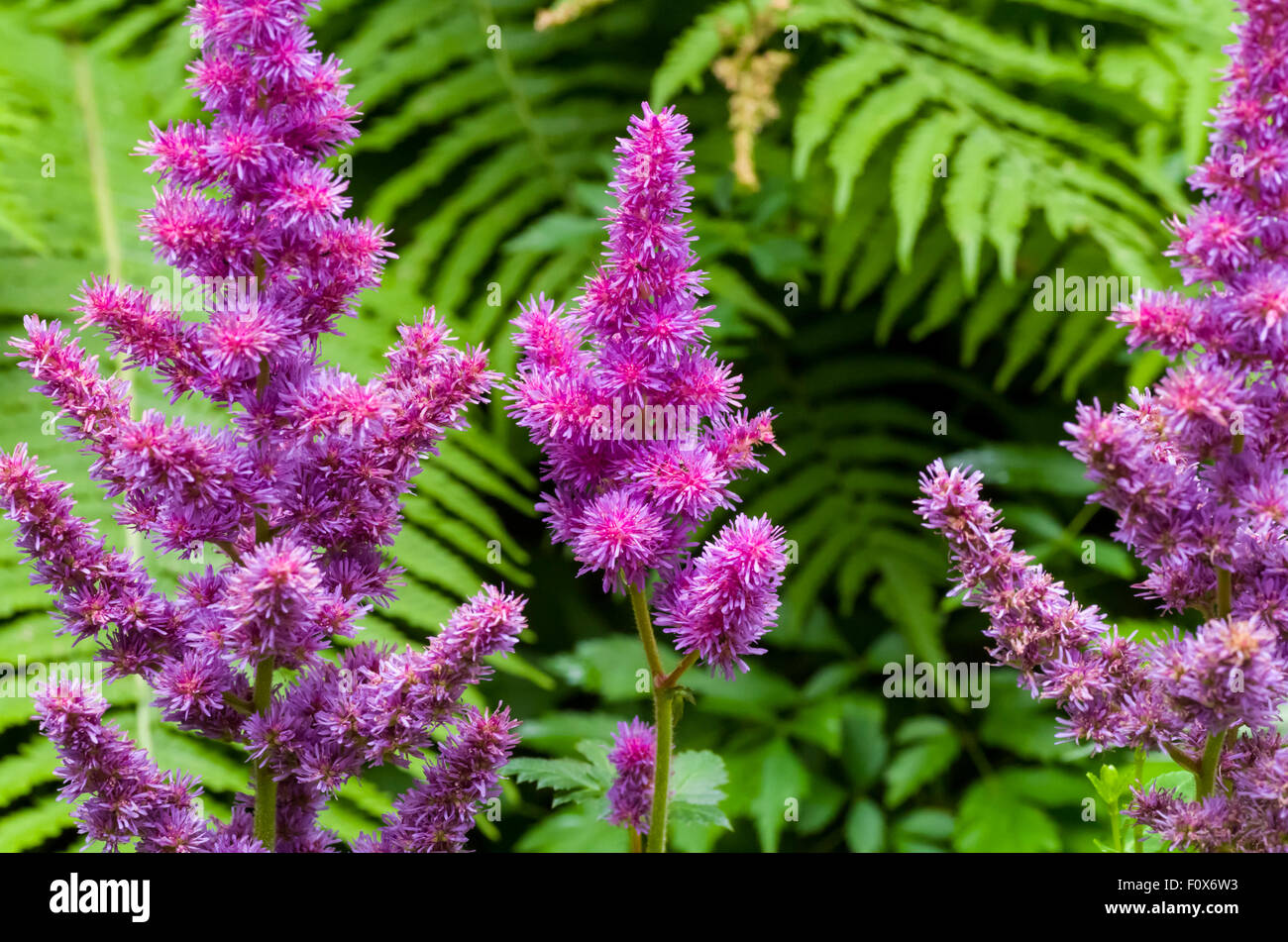 Astlbe (Astilbe Biternata) oder falsche Geißbart Stockfoto