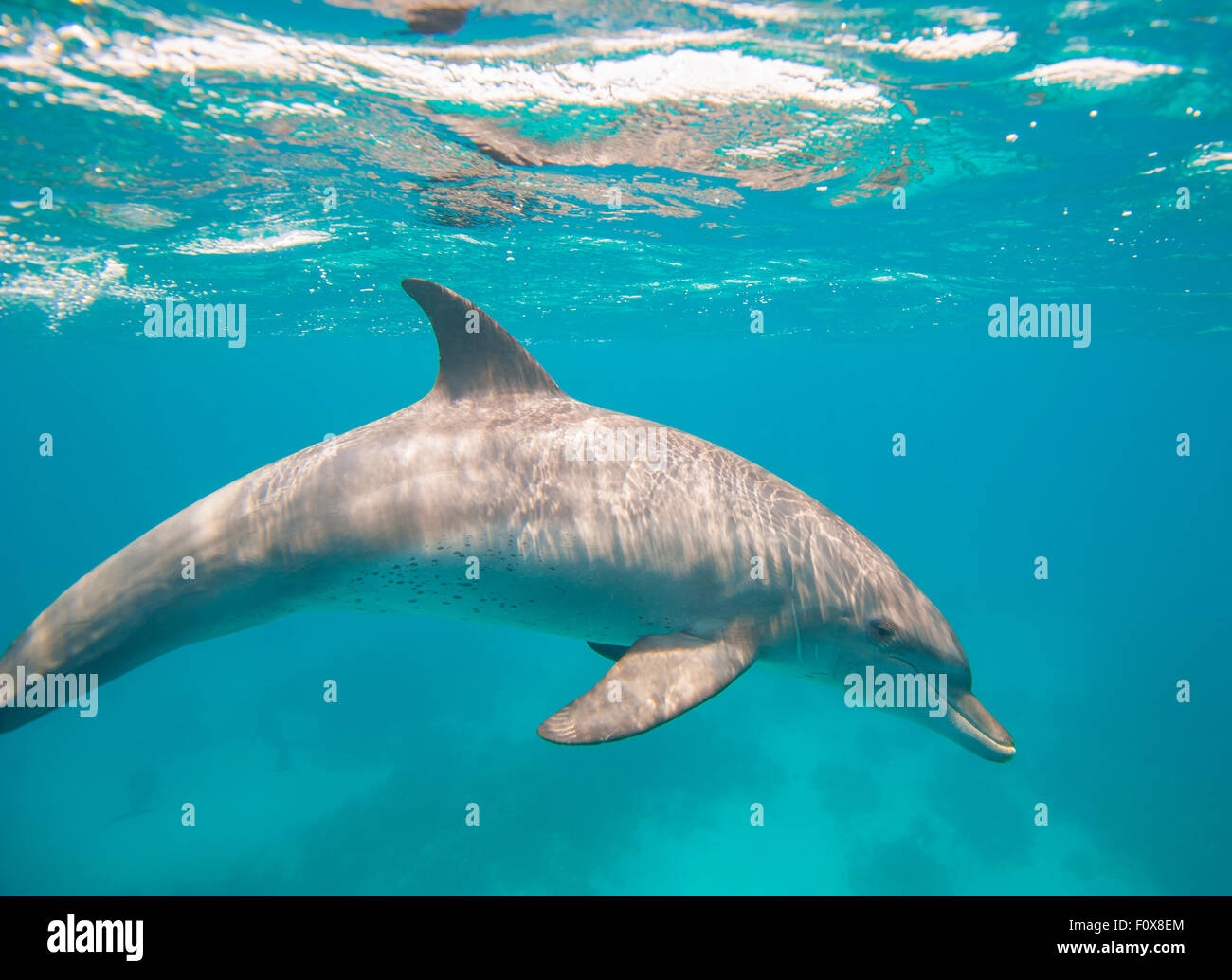 Wilde Tümmler Tursiops Truncatus Schwimmen unter Wasser in einer sandigen Lagune Stockfoto