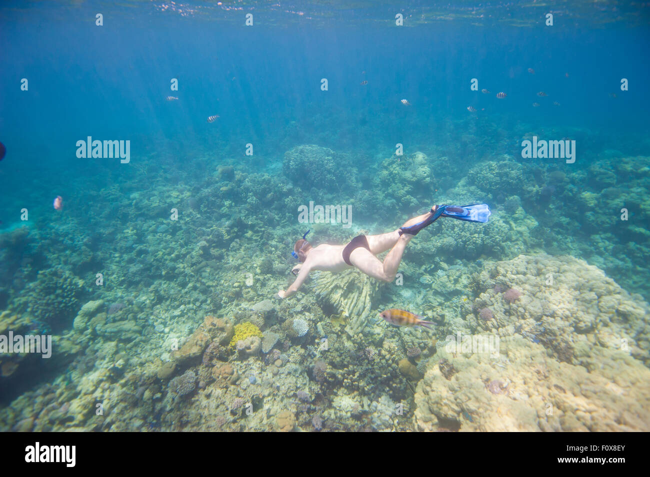 Mann unter Wasser Schnorcheln und schwimmen auf tropischen Korallenmeer Riff Stockfoto