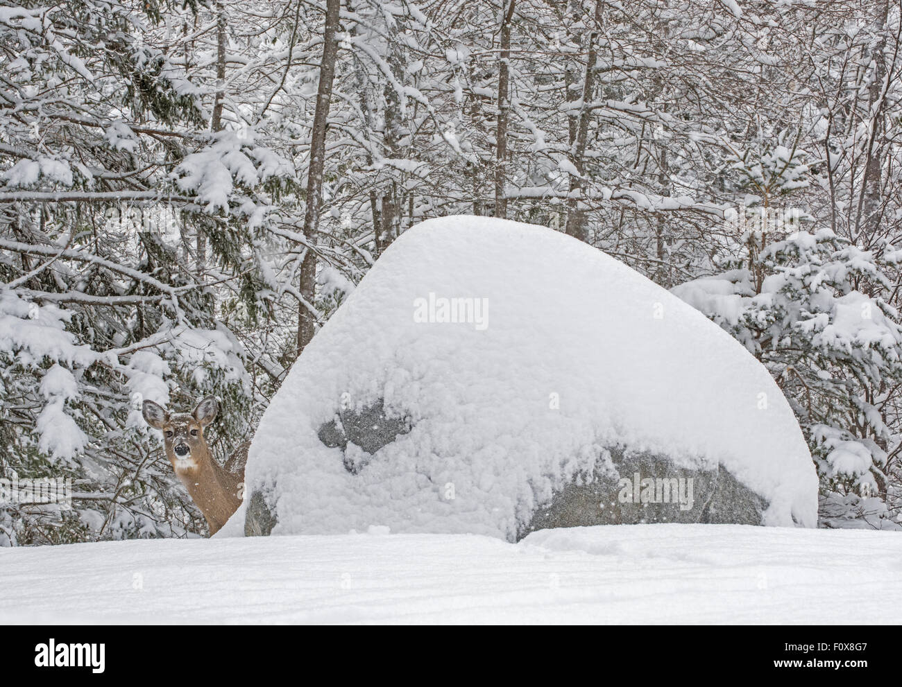 Weiß - angebundene Rotwild (Odocoileus Virginianus) im Schneesturm. Acadia Nationalpark in Maine, USA. Stockfoto