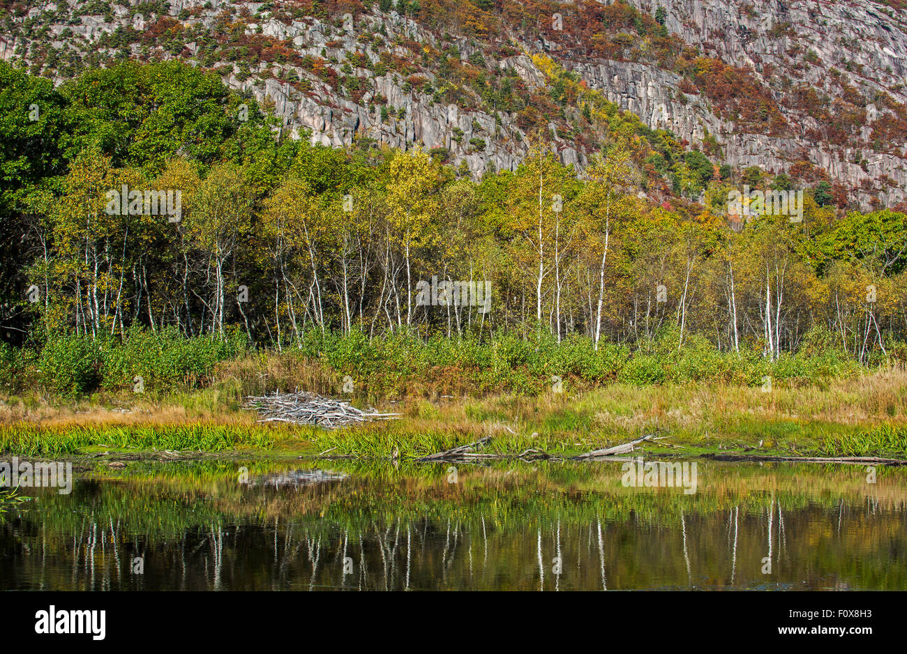 Biber Teich in der Nähe von Champlain Mountain, Acadia National Park, Maine. Stockfoto