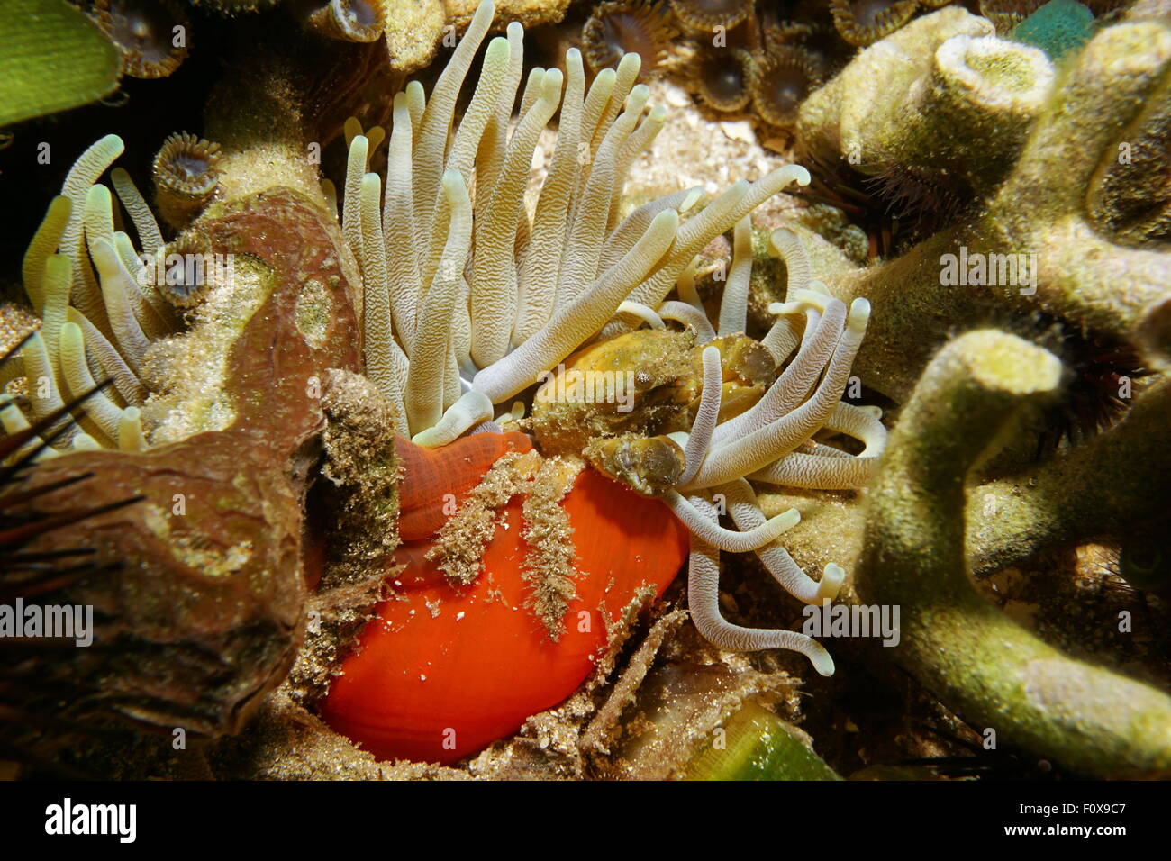 Eine grüne festhalten Krabbe unter Wasser auf eine riesige Anemone, Karibik, Costa Rica, Mittelamerika Stockfoto