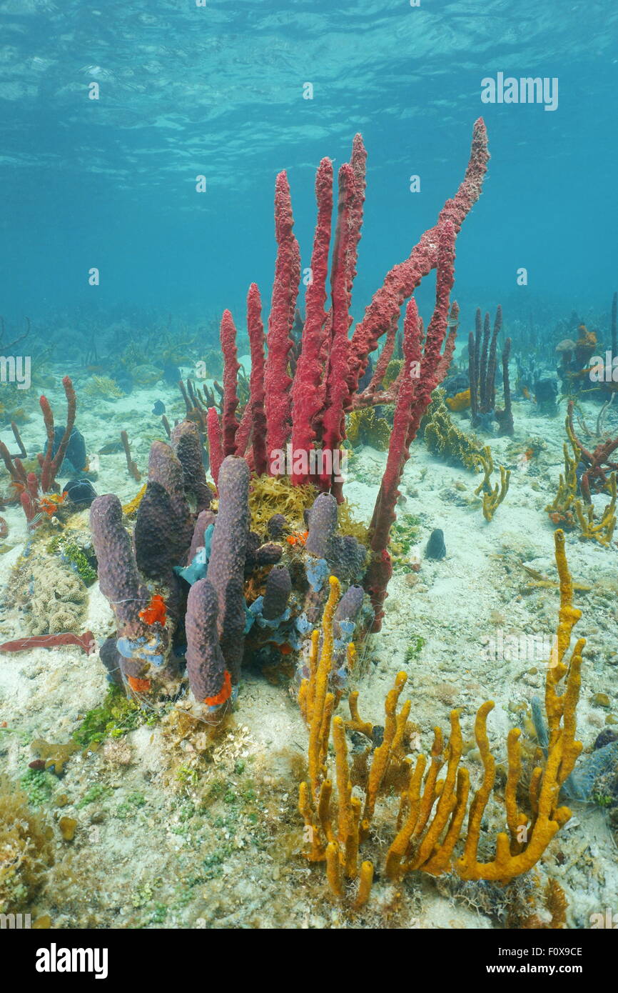 Bunte Schwämme unter Wasser auf dem Meeresboden der Karibik, Panama, Mittelamerika Stockfoto