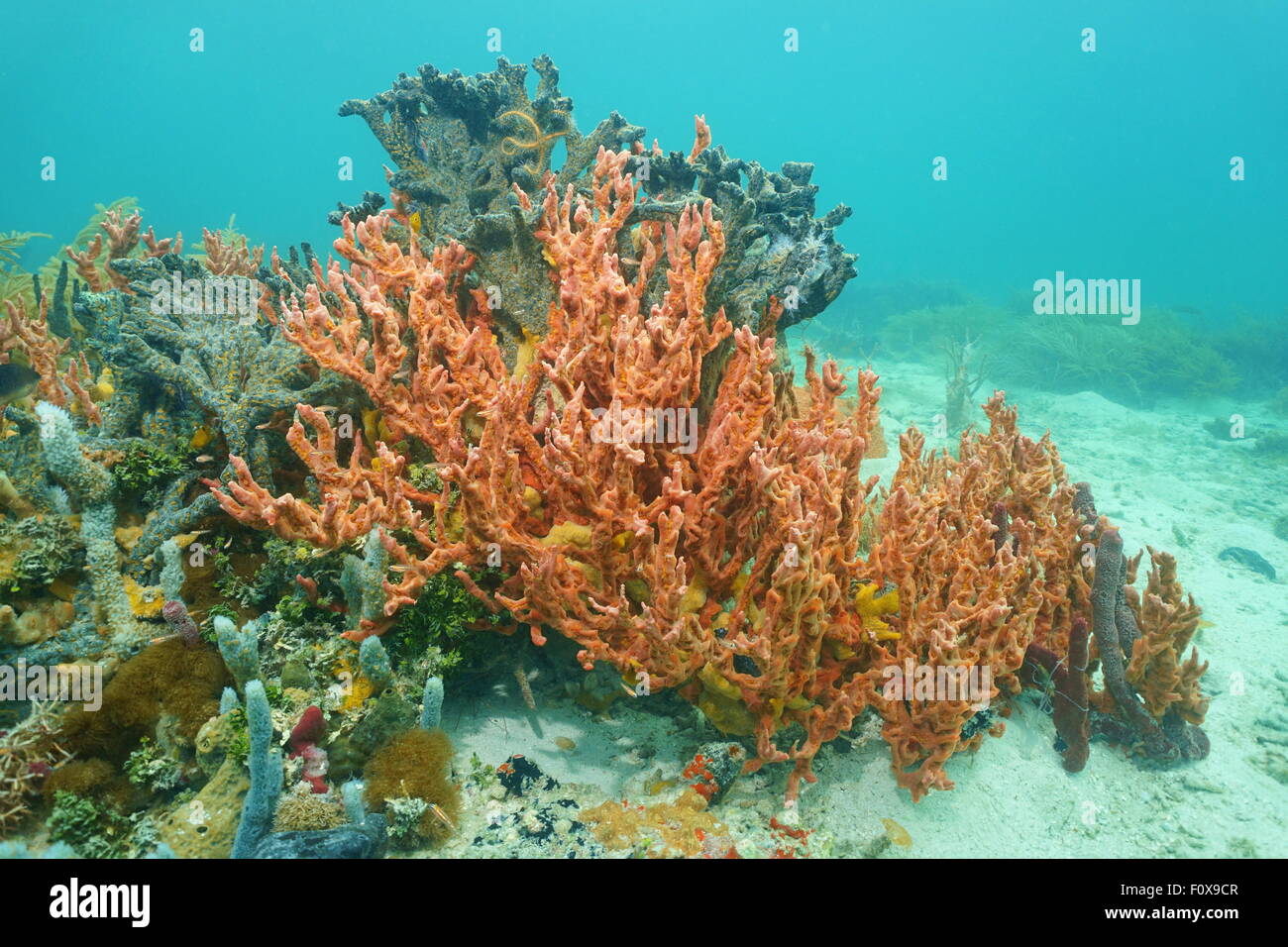 Meeresschwämme auf dem Meeresboden, meistens klumpig Verwilderung Schwamm, Desmapsamma Anchorata, Karibik Stockfoto
