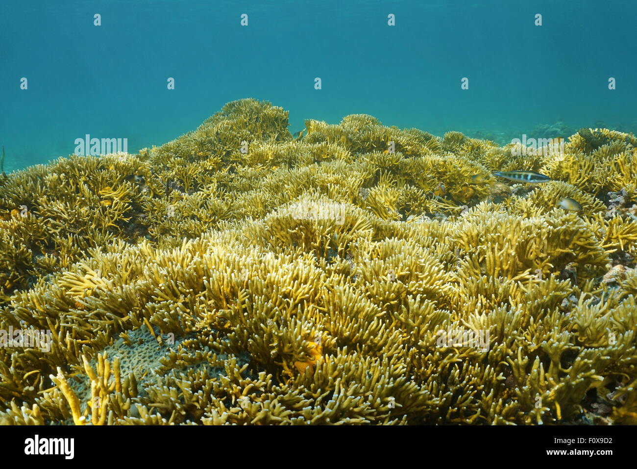 Unterwasserlandschaft, Meeresboden fallenden Kolonien von verzweigten Feuer Korallen, Millepora Alcicornis, Karibik, Panama Stockfoto