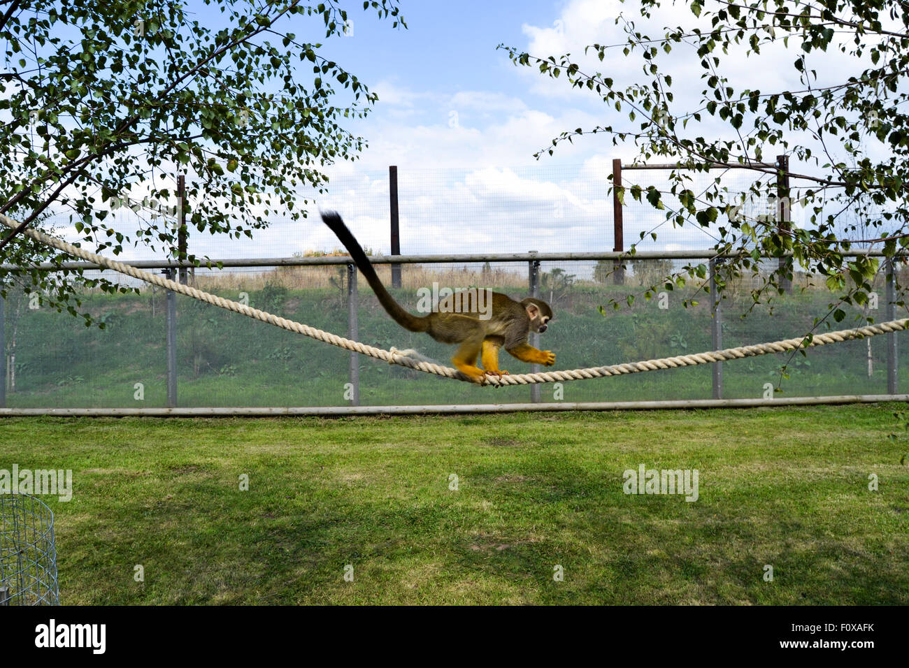 kleiner Brauner Affe mit Nahrungsmitteln über ein Seil in Yorkshire Wildlife park Stockfoto