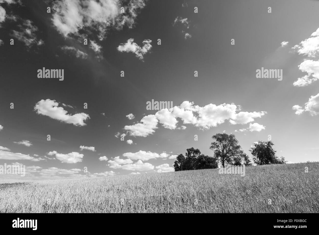 Stoppelfeld unter Himmel mit weißen Wolken. Schwarz / weiß Foto. Sommer-Landschaft. Polnische Landschaft. Stockfoto