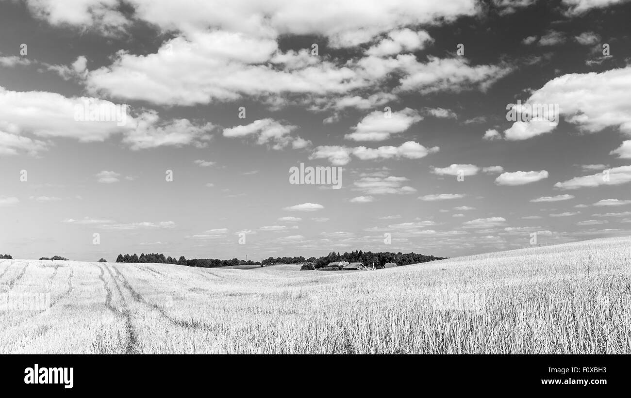 Stoppelfeld unter blauem Himmel mit weißen Wolken. Sommer-Landschaft. Polnische Landschaft. Stockfoto