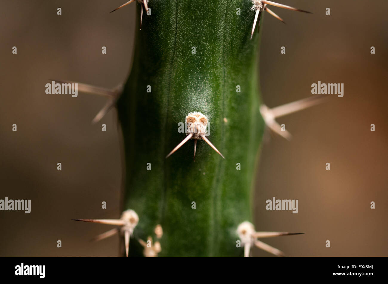 Gesicht wie Kaktus Spike auf Cereus Tetragonus Cactus bei Kew botanische Gargens in London, Großbritannien Stockfoto