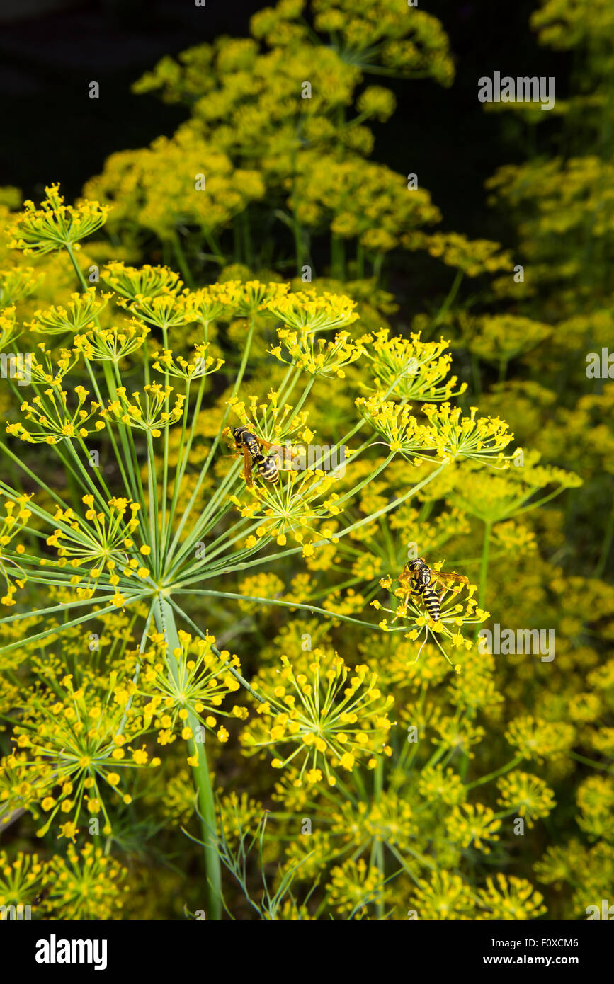 gelbe Sonnenschirme Dill Blütenstand im Garten Stockfotografie Alamy