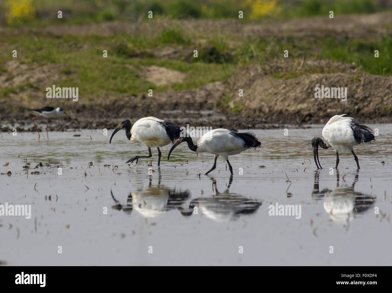 Drei heilige Ibis spiegelt sich im Wasser in ihrem natürlichen Lebensraum auf der Suche nach Nahrung Stockfoto