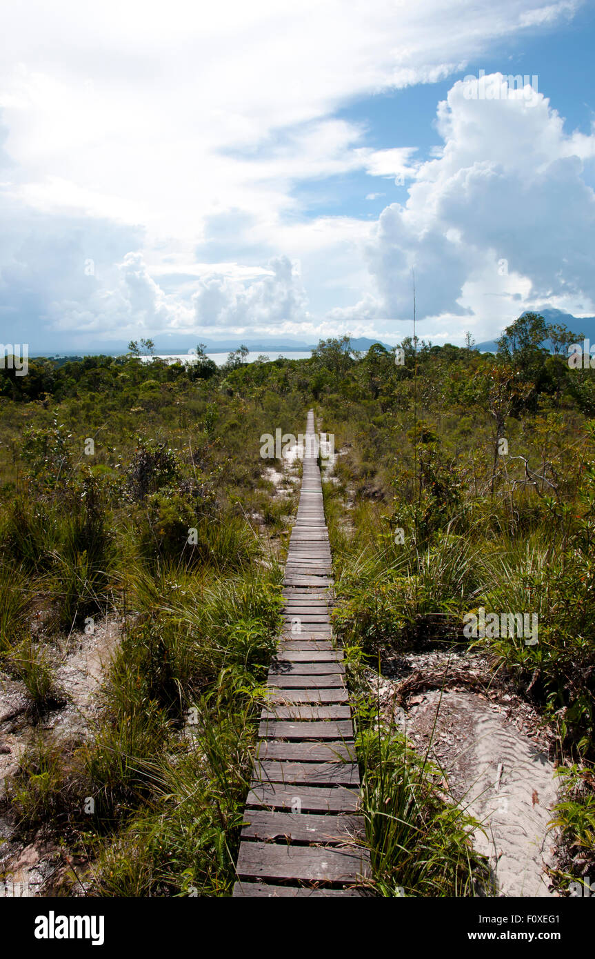 Bako Nationalpark - Borneo - Malaysia Stockfoto