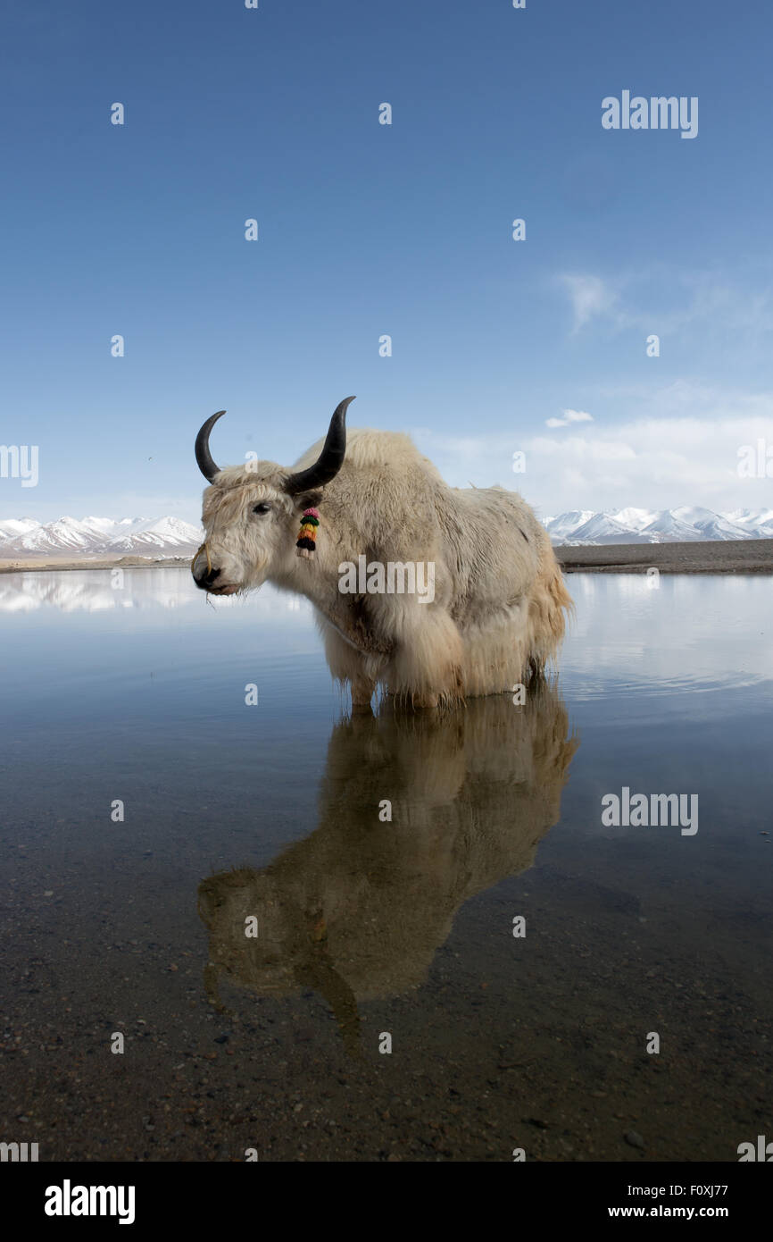 Kühl Paddel. In den ruhigen Gewässern des See Namtso, Tibet Yak stehen Stockfoto
