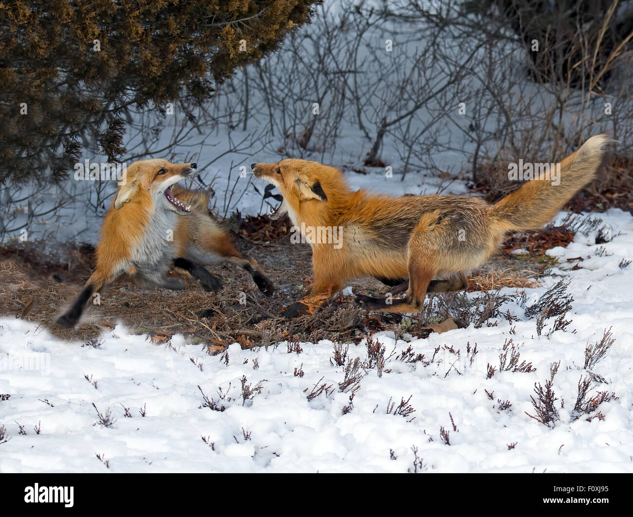 Rote Füchse kämpfen im Schnee Stockfoto