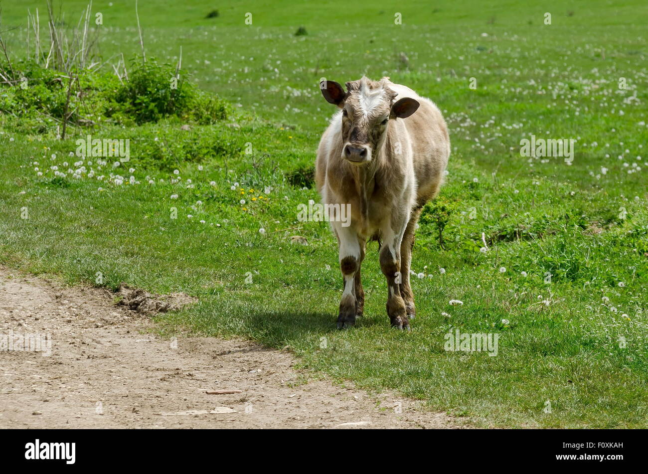 Die Kuh-Uhr mit Aufmerksamkeit, Zavet Stadt, Bulgarien Stockfoto