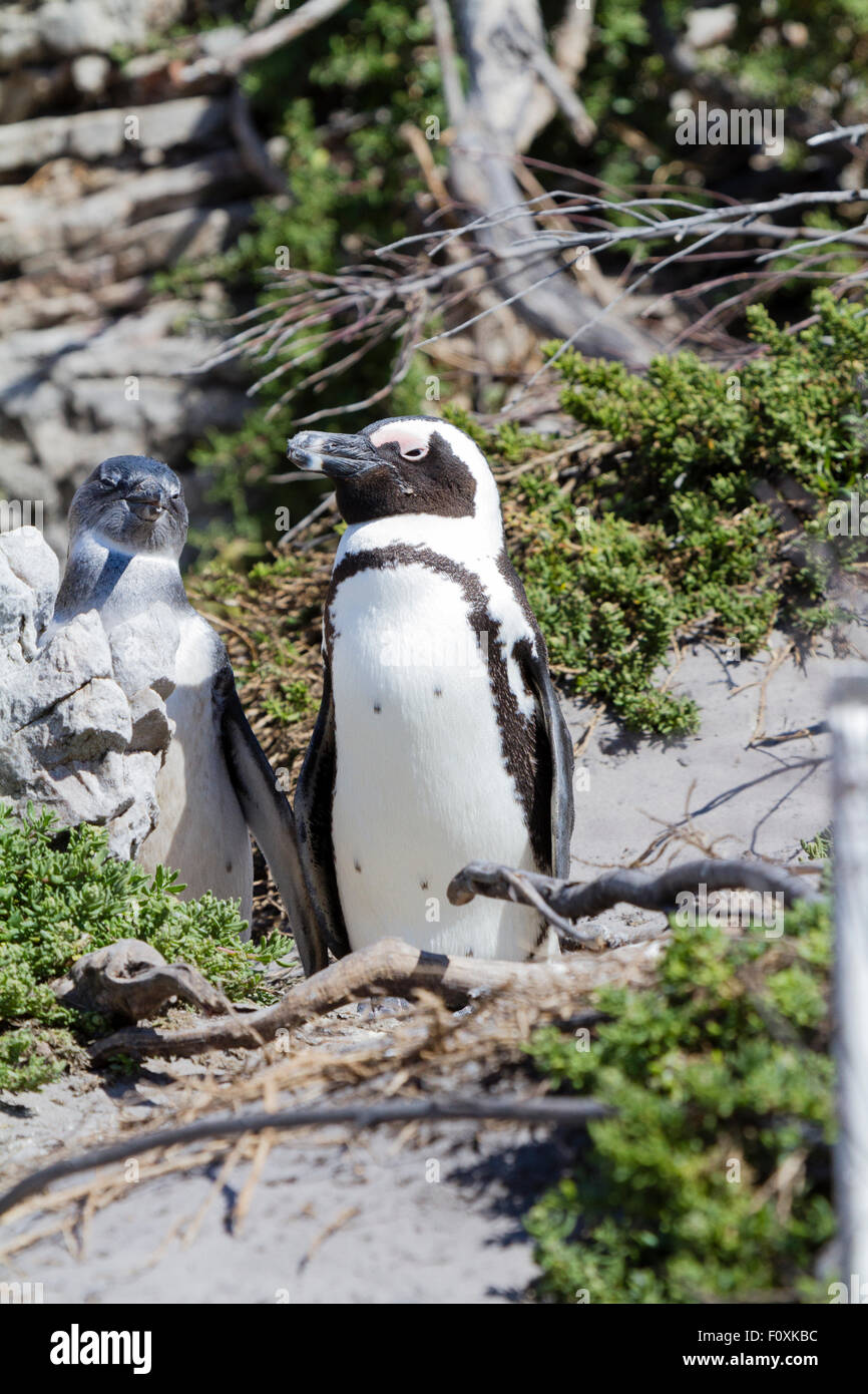 Afrikanische Pinguin mit Küken, Bettys Bay, Südafrika Stockfoto
