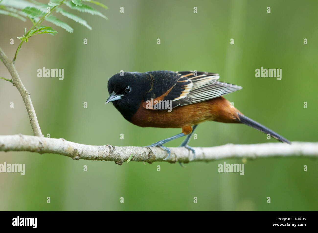 Obstgarten Pirol - männlich auf Migration Ikterus Spurius Golf Küste von Texas, USA BI027235 Stockfoto