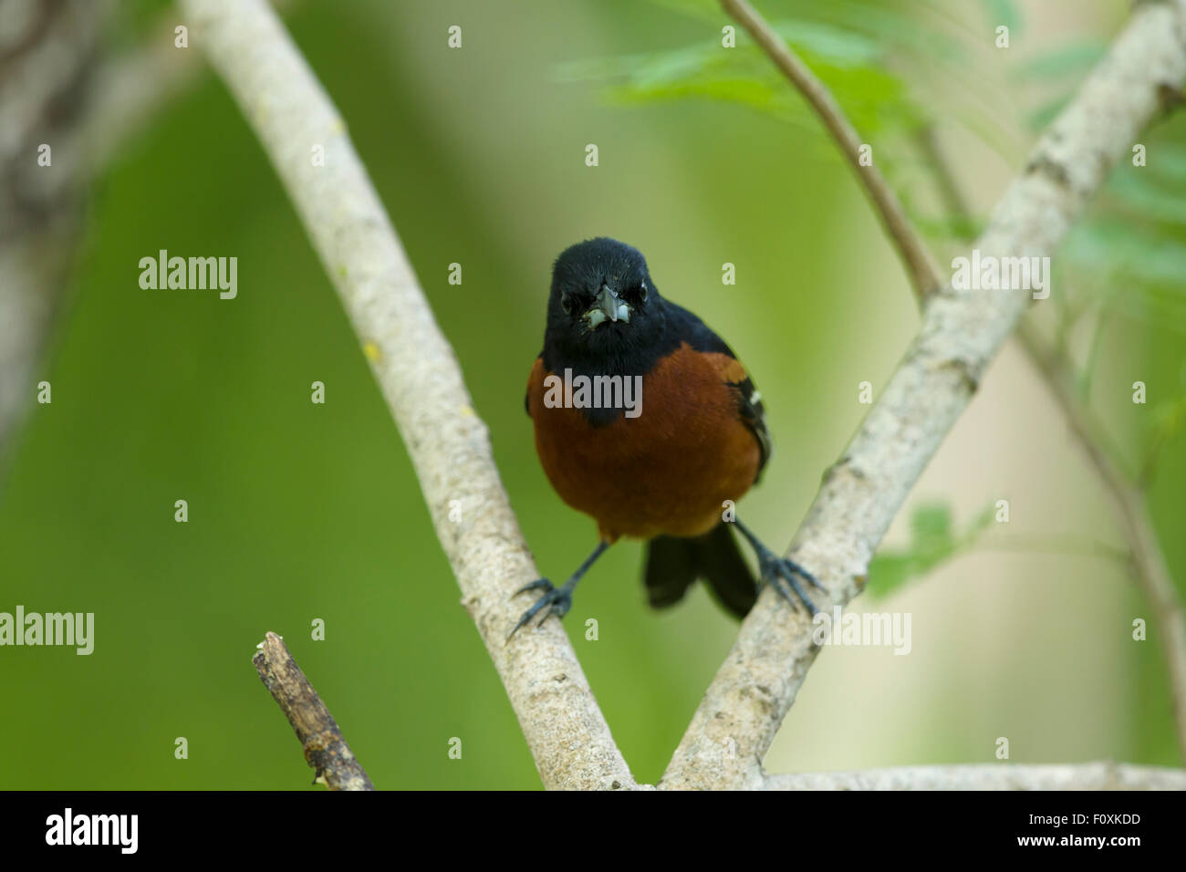 Obstgarten Pirol - männlich auf Migration Ikterus Spurius Golf Küste von Texas, USA BI027236 Stockfoto