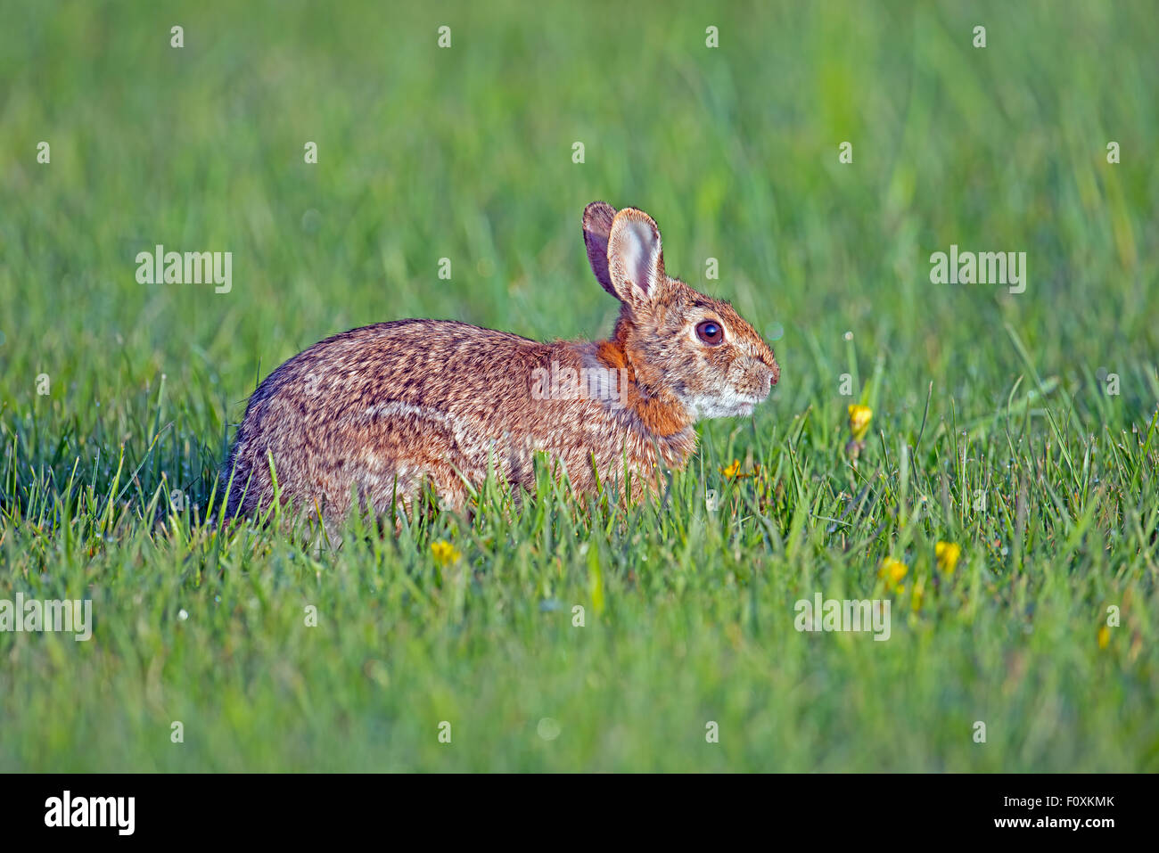 Cottontail Kaninchen Stockfoto