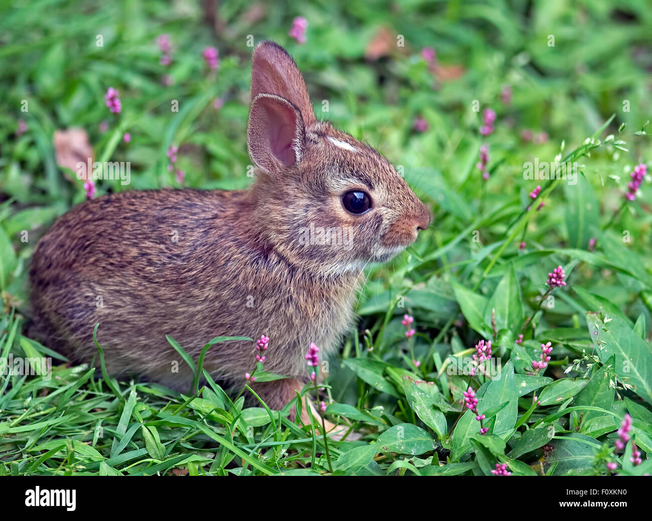 Cottontail Kaninchen Stockfoto
