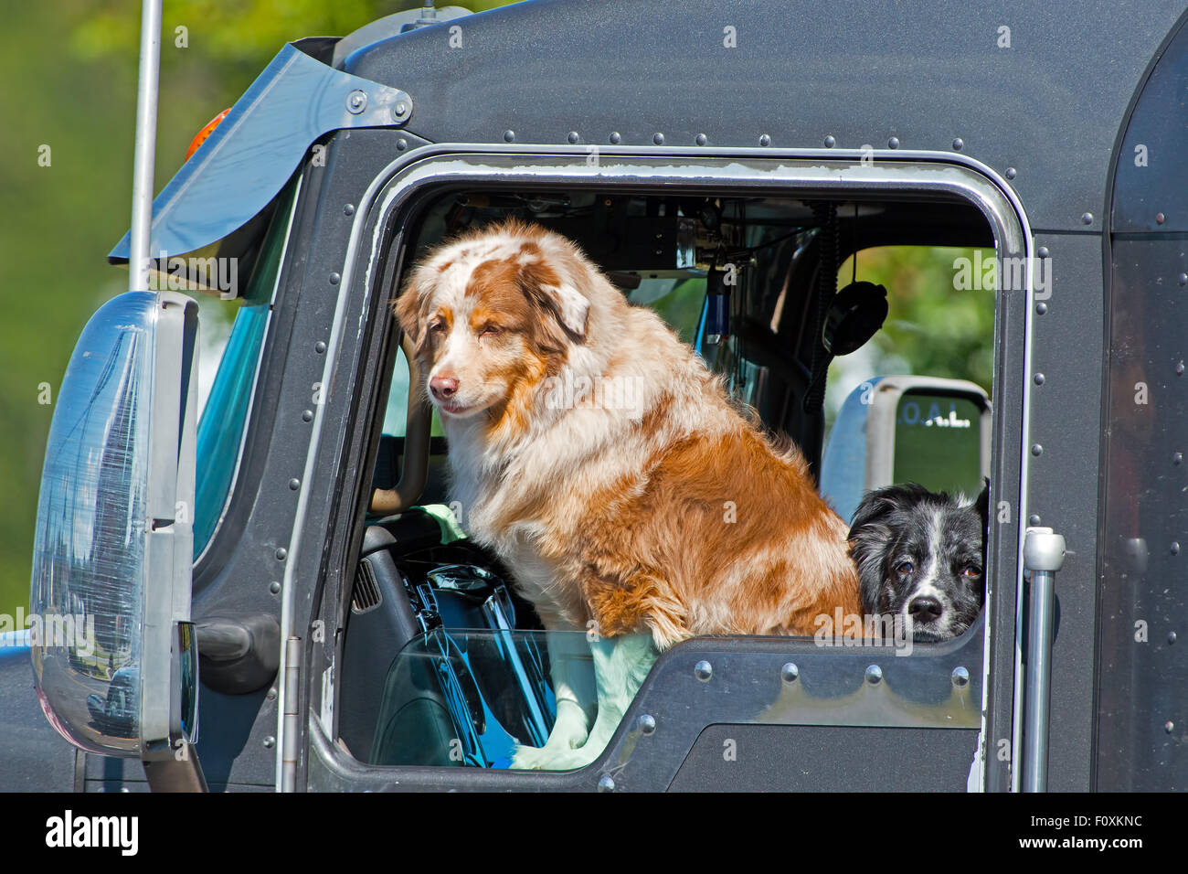 Hundesitting in einem geparkten Traktoranhänger Stockfoto