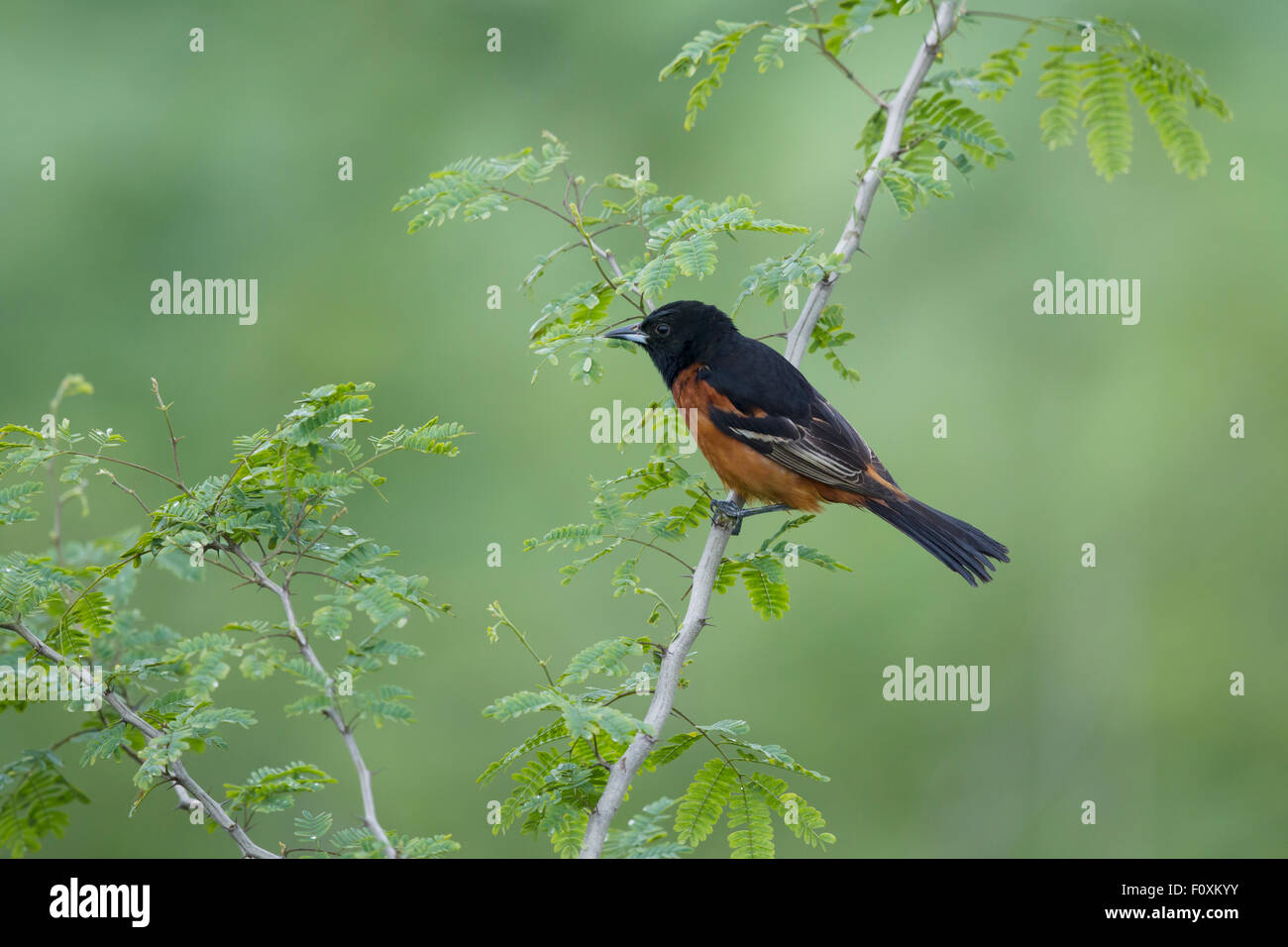 Obstgarten Pirol - männlich auf Migration Ikterus Spurius Golf Küste von Texas, USA BI027237 Stockfoto