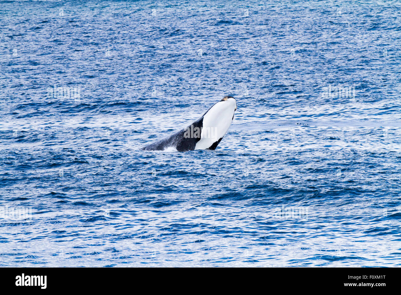 Verletzung der Southern RIght Wale, Walker Bay, Hermanus, Südafrika Stockfoto