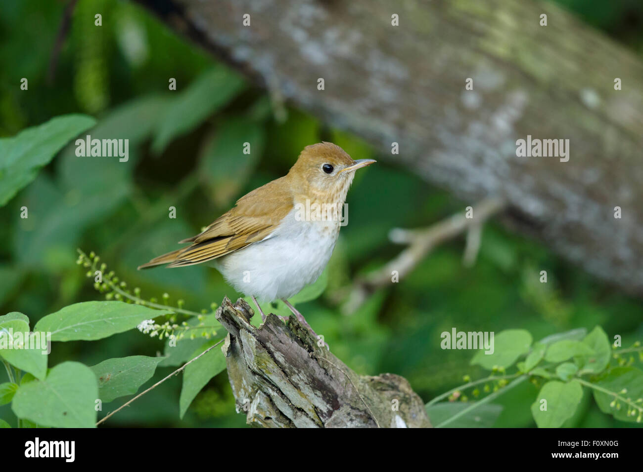 Veery Catharus Fuscescens Golfküste von Texas, USA BI027336 Stockfoto