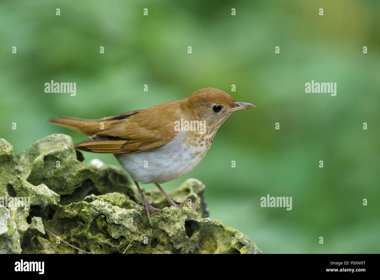 Veery Catharus Fuscescens Golfküste von Texas, USA BI027338 Stockfoto