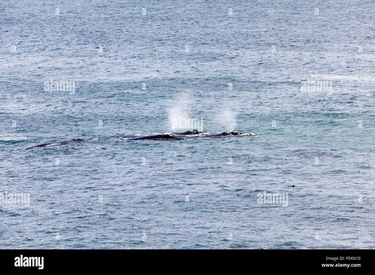 Southern RIght Wale mit Kalb, Walker Bay, Hermanus, Südafrika Stockfoto