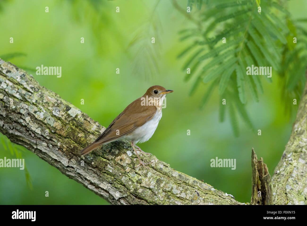 Veery Catharus Fuscescens Golfküste von Texas, USA BI027340 Stockfoto