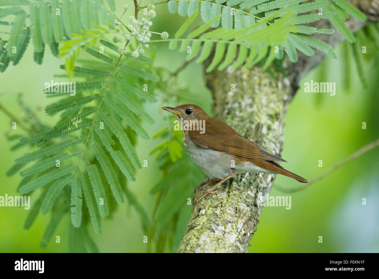 Veery Catharus Fuscescens Golfküste von Texas, USA BI027341 Stockfoto