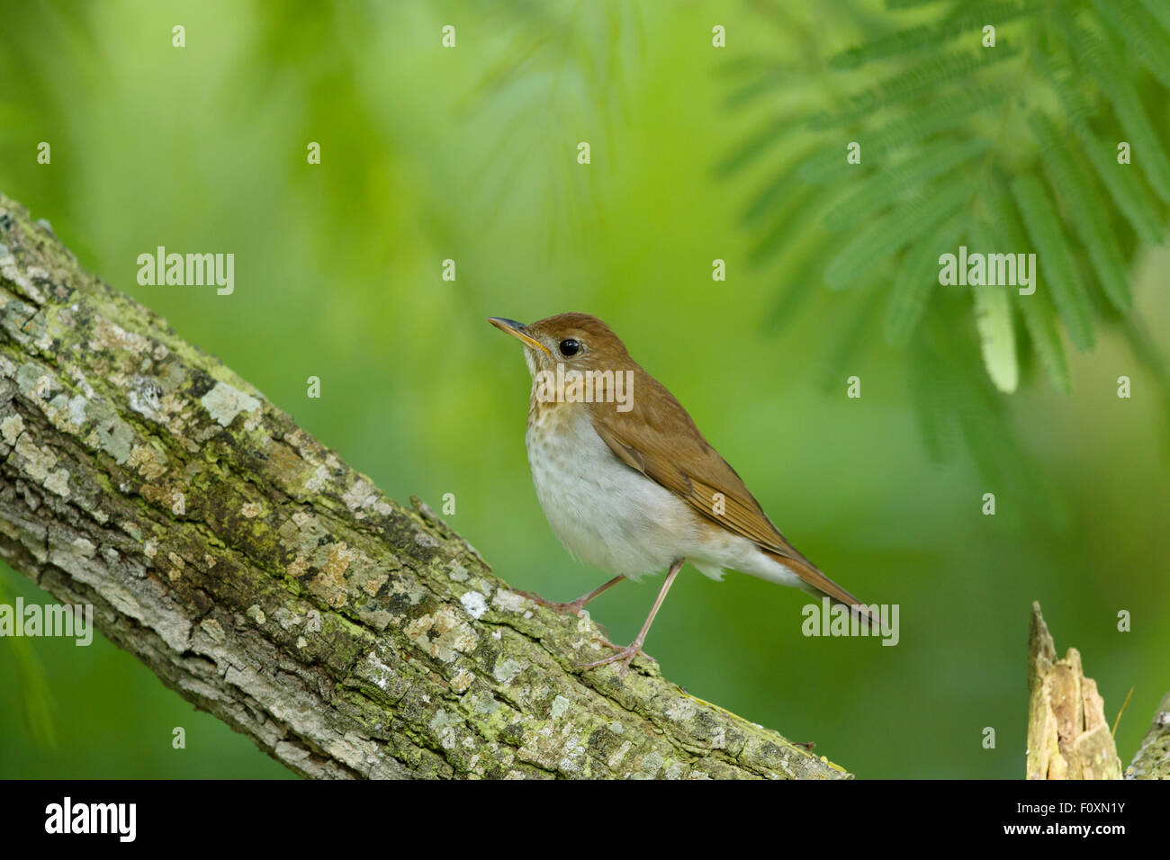 Veery Catharus Fuscescens Golfküste von Texas, USA BI027342 Stockfoto
